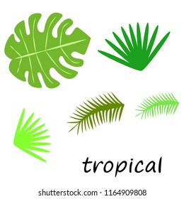 tropical summer tropical plant vector background