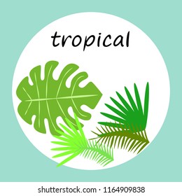 tropical summer tropical plant vector background