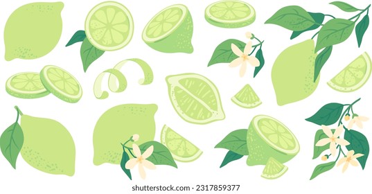 Tropical summer ripe limes, vitamin rich organic citrus fruits, juicy sliced lime, peel. Hand drawn tree branch with leaves and fresh lime, sour drink ingredient, vegetarian diet food vector set