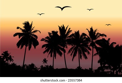 Tropical sunset, palm trees