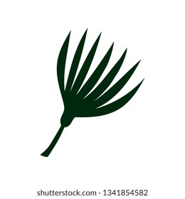 Tropical Talipot Palm Leaf, Botanical Design Element Vector Illustration