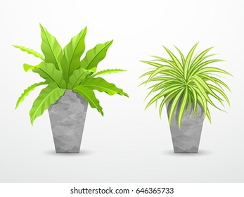 Tropical tree in cement pots collections, vector illustration