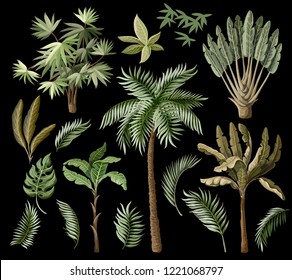 Tropical tree elements such as palm, banana and other isolated. 