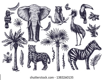 Tropical tree graphic elements such as palm, banana and jungle animals isolated. 