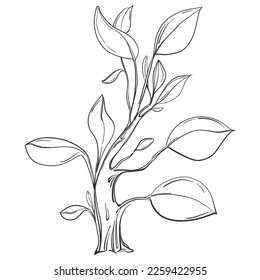 Tropical tree with leaves, black silhouettes isolated on white background. Vector