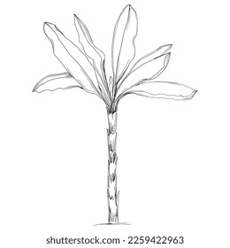Tropical tree with leaves, black silhouettes isolated on white background. Vector