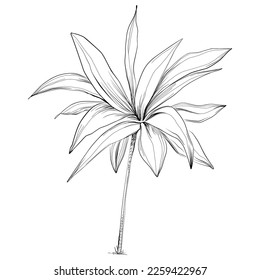 Tropical tree with leaves, black silhouettes isolated on white background. Vector
