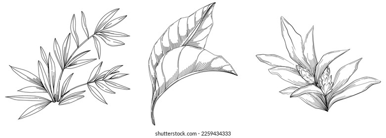 Tropical tree with leaves, black silhouettes isolated on white background. Vector
