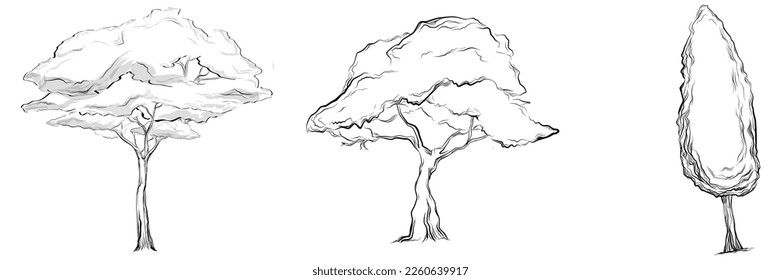 Tropical tree with leaves, black silhouettes isolated on white background. Vector