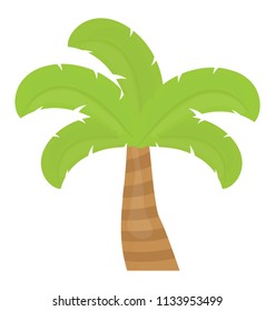 
Tropical tree with leaves shaped like a hand showing palm tree
