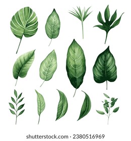 Tropical tree leaves watercolor set for card decor on white background