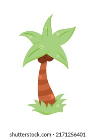 palmera tropical con coco