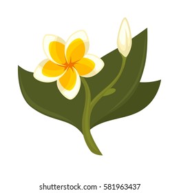 Tropical tree plumeria with flower, bud and green leaves isolated on white. Branch of frangipani plumeria deciduous shrubs or small trees. Pot plant realistic vector illustration in flat style