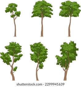 Tropical tree vector collection of various types of models