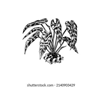  Tropical Trees Exotic Plants. Alocasia Sanderiana. Eastern Landscape. Exotic Nature. Linear Jungle. Hand Drawn Sketch In Vintage Style.