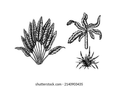  Tropical trees exotic plants. Banana and palm, agave and succulent. Eastern landscape. Exotic nature. Linear Jungle. Hand drawn sketch in vintage style.