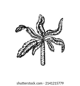  Tropical trees exotic plants. Banana and palm leaves. Eastern landscape. Exotic nature. Linear Jungle. Hand drawn sketch in vintage style.