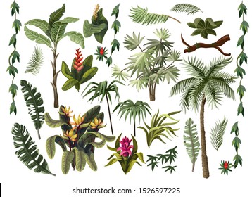 Tropical trees and flowers such as palm, banana, monstera and other isolated. 