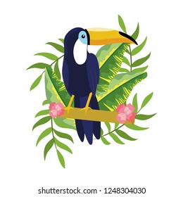 tropical tucano cartoon