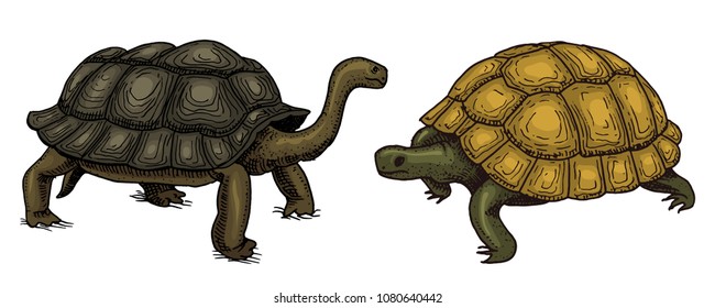 Tropical Turtle and tortoise shell, Animals Reptiles. Pet and Wildlife. Engraved hand drawn in old vintage sketch. Vector illustration. Exotic Zoology.