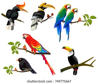 Tropical typographic illustration with tropical plants birds. Vector Design.