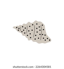 Tropical underwater seashell. Hand drawn sea mollusk shellfish element. Vector illustration in scandinavian style.