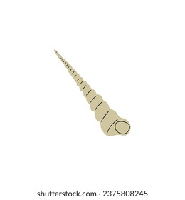 Tropical underwater seashell. Hand drawn sea mollusk shellfish element. Vector illustration in scandinavian style.