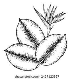 Composición de vector tropical con el pájaro del paraíso o Strelitzia reginae flor y ficus hojas ilustración sobre fondo aislado. Hermoso elemento botánico pintado a mano exótico. Para diseñadores, spa
