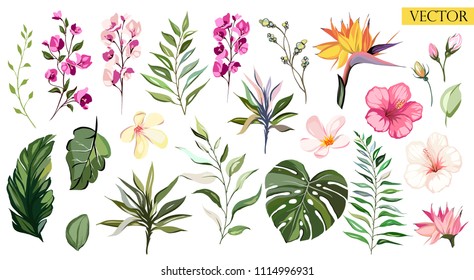 Flores vectoriales tropicales. definir ilustración floral. hoja exótica aislada en fondo blanco. colección con flores para la invitación de fiesta o vacaciones