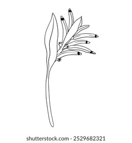 Tropical vector heliconia flower illustration on isolated background. Beautiful botanical hand painted linear exotic frangipani. For designers, spa decoration, postcards, wedding, greetings