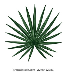 Tropical vector jungle palm leaf. Realistic hand drawn illustration. Isolated on white.