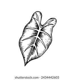 Tropical vector leaf illustration on isolated background. Beautiful botanical hand painted linear exotic element. For designers, spa decoration, postcards, wedding, greetings, wallpapers, wrapping pap