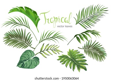 Tropical vector leaves set on white background. Isolated elements. Template jungle palm leaves.
