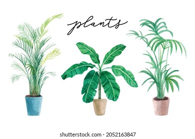 Tropical vector watercolor illustration. Banana tree, areca palm. Decorative greeny collection perfect for print, poster, card making and scrapbooking design