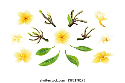 Tropical vector yellow plumeria flowers, branches and leaves set for floral card illustration. Flower Bouquet with exotic Leaf isolated on white background. Elements for invitation to party or holiday