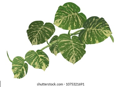 Tropical vine (Epipremnum aureum) with variegated leaves, realistic vector illustration.