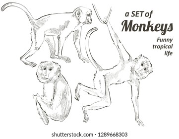 Tropical vintage monkey. Collection of different monkeys. Exotic jungle set of animals. Vector