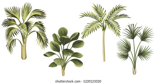 Tropical vintage palm trees floral clip art. Exotic botanical print.