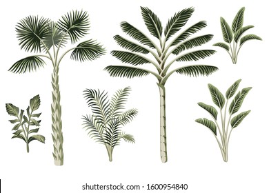 Tropical vintage palm trees, plants floral clip art. Exotic botanical set.