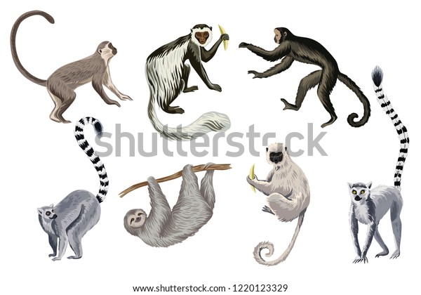 熱帯のビンテージ野生動物の動画クリップアート 猿 キツネザル ナマケモノの野生動物のプリント のベクター画像素材 ロイヤリティフリー