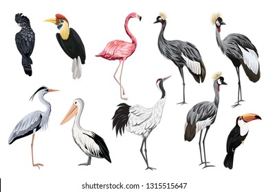 Tropical vintage wild birds clip art. Crane, toucan, flamingo, parrot, pelican, heron wildlife print.