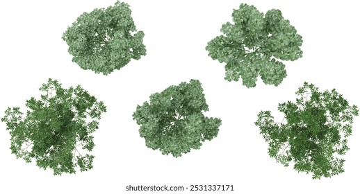 Tropical virginianan,aromaticaplants isolated used for architecture from the top view 