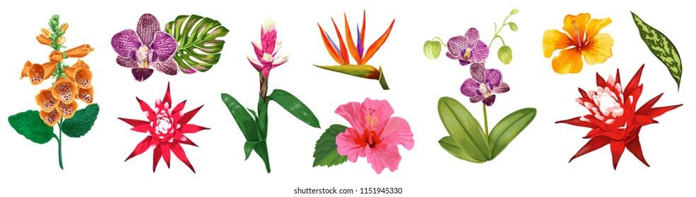 Tropical Watercolor Flowers Collection. Floral Set with Exotic Flowers Hibiscus, Orchid, Lily. Botanical Design for Wedding, Wallpaper, Fabric, Invitation. Vector illustration