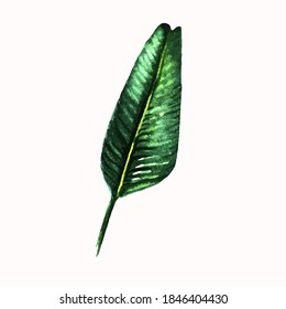 tropical watercolor green leaf on white backgroundThe vector sheet can be used in textiles, notebooks,postcards, invitations.