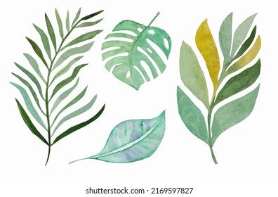 Tropical watercolor leaves on a white background