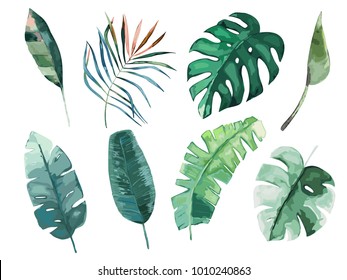 Tropical watercolor leaves set. Vector illustration. Isolated image