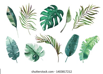 Tropical watercolor leaves set. Vector illustration. Isolated image 