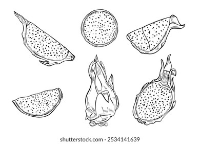 Tropical inteira, metade e fatias pitahaya cacto desenhado à mão ilustração vetor pintado por tintas pretas. Conjunto de desenho de gravura de frutas de dragão aromático para decoração tropical, design de pacote, livro de coloração.