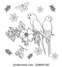 Tropical wild birds and plants. Tropical garden collection. Colouring page. Colouring book for adult and older children. Outline vector. T-shirt print.Black White