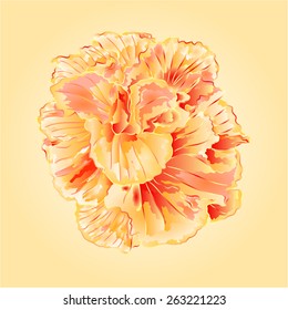 Tropical yellow hibiscus blossom simple vector illustration